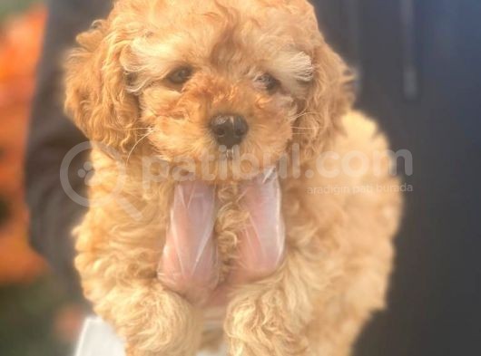 Pasaportlu Poodle İstanbul