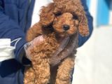 Pasaportlu Poodle İstanbul