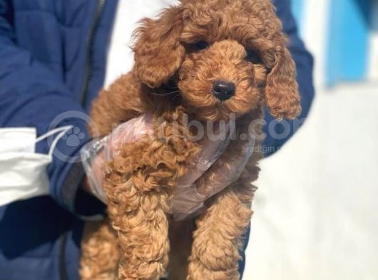 Pasaportlu Poodle İstanbul görsel