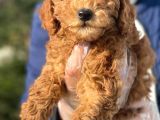A Kalite Poodle İstanbul