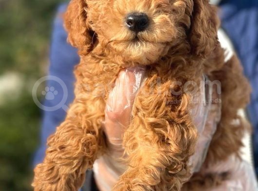 A Kalite Poodle İstanbul görsel
