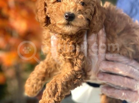 A Kalite Poodle İstanbul