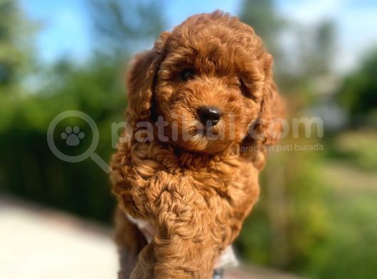 İstanbul Pasaportlu Poodle