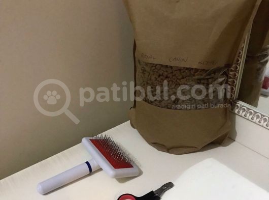 Ankara Saf Kan Yavru Dişi Scottish Fold görsel