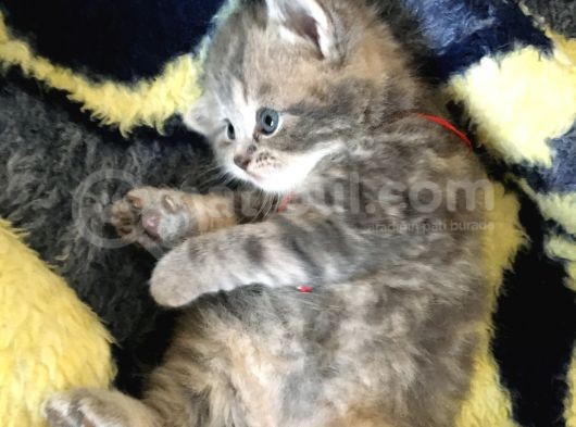 İstanbul Scottish Fold görsel