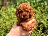 Safkan Toy Poodle Yavrularımız