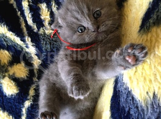 İstanbul Scottish Fold görsel