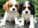 Sevimli Cavalier King Charles Yavrularımız (Dişi,Erkek)