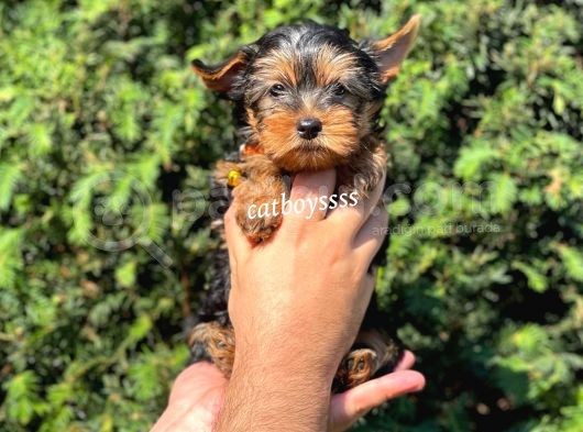 Mini Yorkshire Terrier Erkek Yavrumuz görsel