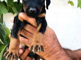 Erkek Dişi Doberman Yavrular