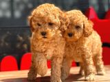 Apricot Toy Poodle Yavrular
