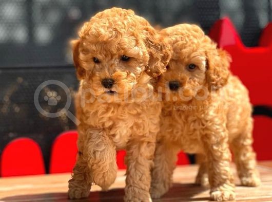 Apricot Toy Poodle Yavrular görsel