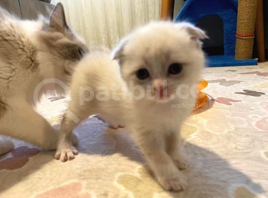 Safkan Original Irk Kedi Ankara görsel