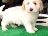 İstanbul 0 Numara Maltipoo Yavruları