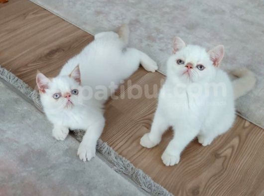Kocaeli Exotic Shorthair görsel