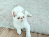 Kocaeli Exotic Shorthair