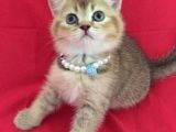 Scottish Fold Kedilerim Ankara