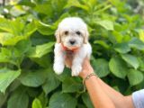 İstanbul Sevimli Maltese Terrier