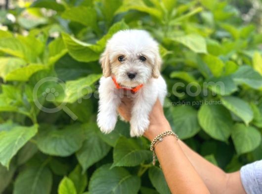 İstanbul Sevimli Maltese Terrier görsel
