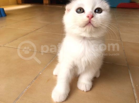 Muğla Scottish Fold görsel