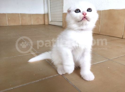 Muğla Scottish Fold görsel
