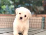 Minik Maltese Terrier