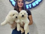 Ayı Suratlı Samoyed Bebekler