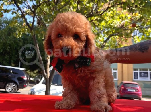 Tatlı Poodle Yavrular görsel