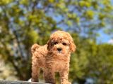Toy Poodle Yavrular