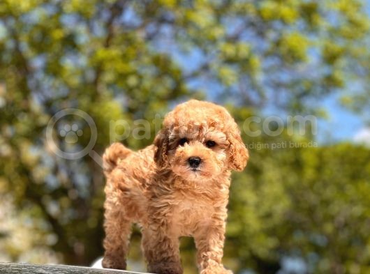 Toy Poodle Yavrular görsel
