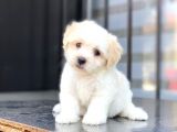Tatlı Maltipoo Yavrularımız