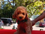 Tatlı Poodle Yavrular
