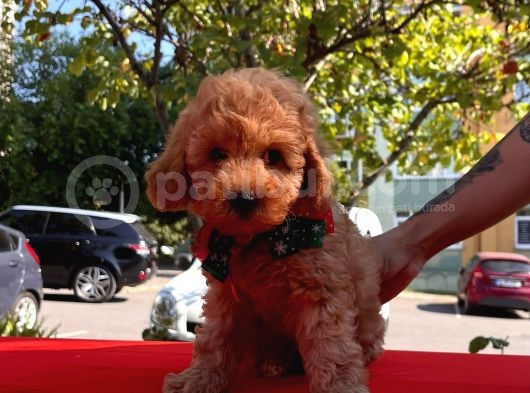 Tatlı Poodle Yavrular görsel