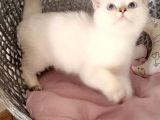 Mavinin En Güzeli Ns  12 33 Bebekler