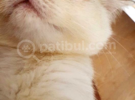 Mavinin En Güzeli Ns  12 33 Bebekler görsel