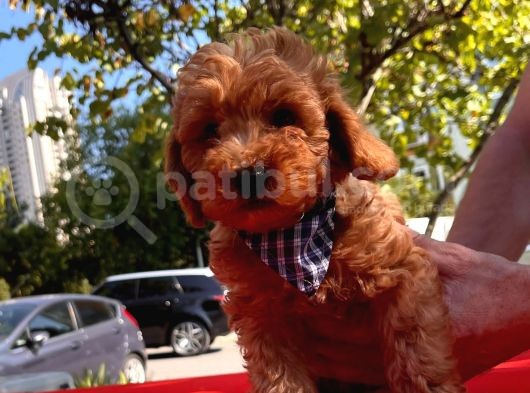 Bebek Surat Toy Poodle