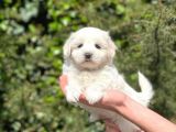 Tatlı Maltese Terrier Yavrularım