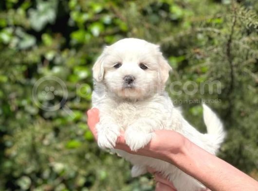 Tatlı Maltese Terrier Yavrularım görsel