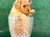 Toy Poodle Yavrular