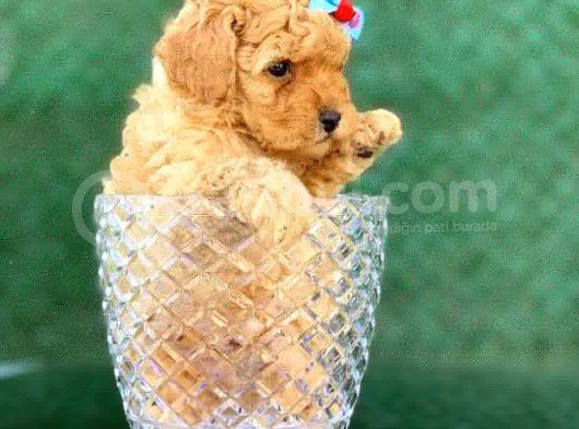 Toy Poodle Yavrular görsel