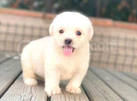 Maltese Terrier Yavruları görsel