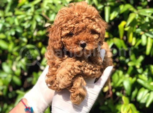 Toy Poodle Yavrular