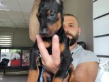 A Kali̇te Ki̇ng A Kali̇te Ki̇ng Doberman Bebek Bebek