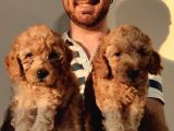 A Kalite Toy Poodle Bebekler