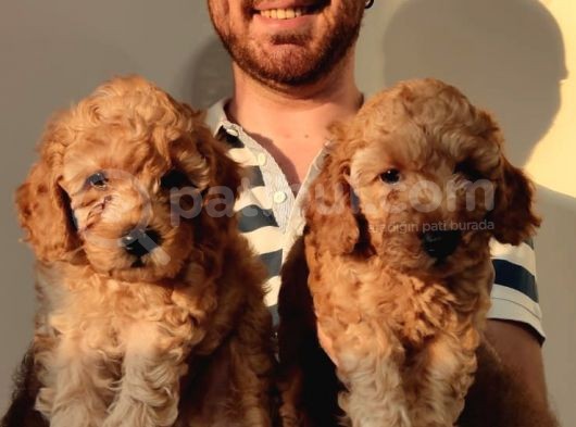A Kalite Toy Poodle Bebekler görsel
