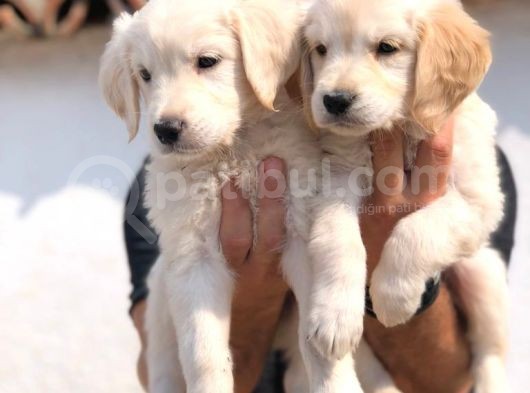 Golden Retriever Golden Retriever Yavru Istanbul Golden Retriever Yavru Kopek