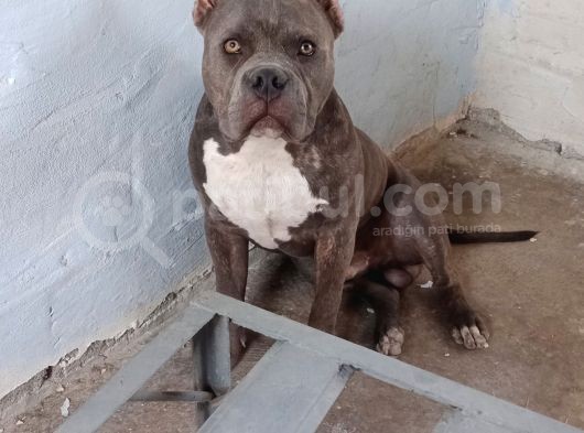 Dost Canlısı American Bully görsel