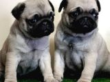 Mi̇no Boy Pug Bebekler