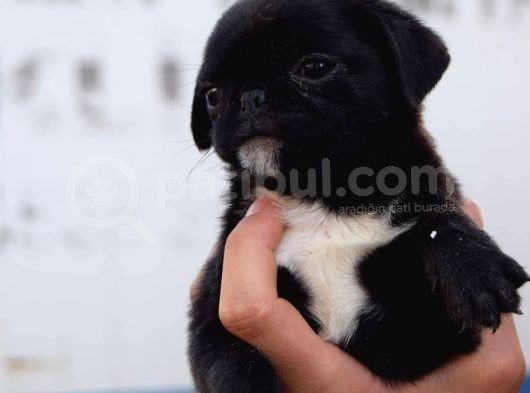 Orjinal Safkan Pugmops Irk Ve Sağlık Garantili görsel