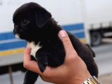Orjinal Safkan Pugmops Irk Ve Sağlık Garantili